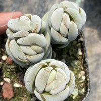 A hand is holding a small potted succulent plant with three distinct, white, rosette-shaped leaves.
