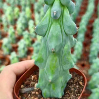 A hand is holding a potted cactus plant with a textured green surface and small white flowers.