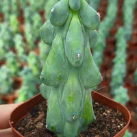 A close-up image of a cactus plant in a terracotta pot, with a blurred background of more cacti.