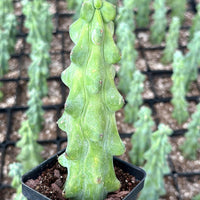 a potted cactus plant with a unique, spiky appearance, surrounded by other potted plants in the background.