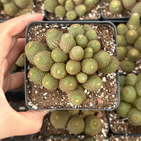 A hand is holding a small potted cactus with a cluster of green, spherical cacti in it.