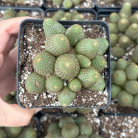 A hand is holding a small potted cactus with a cluster of similar cacti in the background.