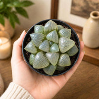 A hand holding a black bowl filled with small, shiny green succulent plants.