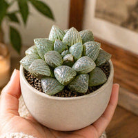 A hand holding a white ceramic pot containing a small succulent plant with green, spiky leaves.