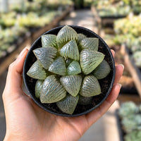 A hand is holding a black pot containing a cluster of small, green, cone-shaped succulent plants.