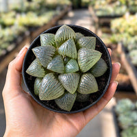 A hand is holding a black pot containing a cluster of small, green, cone-shaped succulent plants.