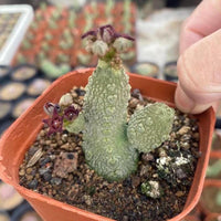 A hand is holding a small potted cactus plant with purple flowers, which is placed on a bed of soil.