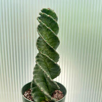 A potted cactus plant with a spiral-shaped, twisted growth pattern is the main focus of the image.