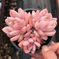 A hand is holding a small black pot containing a cluster of pink succulent plants.