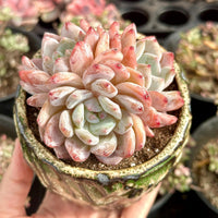 A hand is holding a potted succulent plant with pink and white flowers, surrounded by other potted plants in the background.