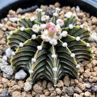 A close-up image of a cactus plant with a large, spiky green body and small white flowers blooming on its surface, surrounded by small rocks.
