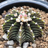 A close-up image of a cactus plant with green, spiky leaves and small white flowers blooming on top.