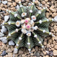a close-up view of a cactus plant with numerous small white flowers blooming on its spines. The cactus is surrounded by small rocks and pebbles, creating a natural and textured backdrop.