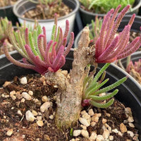 a close-up view of a potted plant with long, thin leaves in shades of pink and green. The plant appears to be a succulent or a similar type of plant, with a brown stem and small white rocks in the soil.