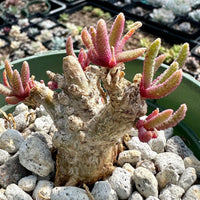 A potted succulent plant with long, thin leaves and a rough, brown stem is displayed in a green pot filled with small rocks.