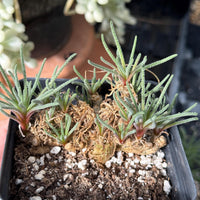 A potted succulent plant with long, thin leaves sits in a black pot filled with soil and small white pebbles.