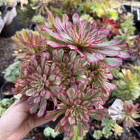 A hand is holding a bunch of pink and green succulent plants in a garden setting.