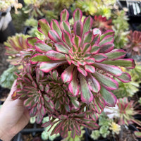 A hand is holding a large, vibrant plant with pink and green leaves, surrounded by other similar plants in a garden setting.