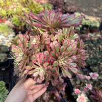 A hand is holding a potted plant with vibrant pink and green leaves, surrounded by other potted plants in a garden setting.