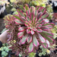 A hand is holding a vibrant, multi-colored succulent plant with pink, green, and yellow leaves.