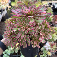 a close-up view of a potted succulent plant with vibrant pink and green leaves, surrounded by other potted plants in a garden or nursery setting.