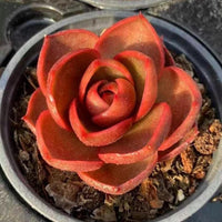 A vibrant red succulent plant with a large, intricate flower-like shape is displayed in a black pot, surrounded by soil and rocks.
