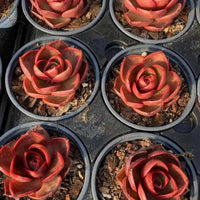 a collection of potted succulent plants with vibrant red flowers arranged in a grid-like pattern.