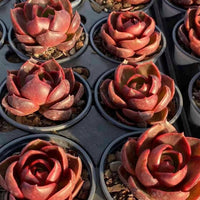a collection of red succulent plants arranged in rows, each plant housed in a black pot.