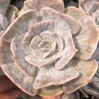 A close-up image of a person's hands holding a large, intricately patterned succulent flower.