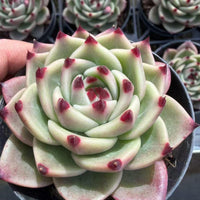 A close-up image of a succulent plant with a unique, star-like shape and red accents, held in someone's hands.