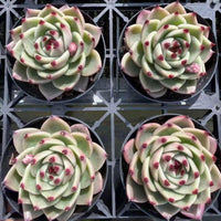 four potted succulent plants with distinct, colorful petals arranged in a grid-like pattern.