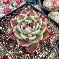 A close-up image of a succulent plant with a vibrant pink and green coloration, surrounded by soil and other succulents.