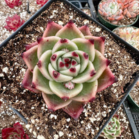 A potted succulent plant with a unique, star-like shape and red and green accents, surrounded by soil and other potted plants.