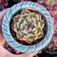A hand is holding a potted succulent plant with a blue and white patterned pot.