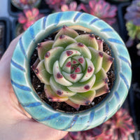 A hand is holding a potted succulent plant with a blue and white patterned pot.
