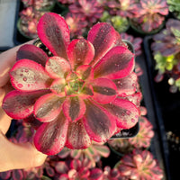 A hand is holding a vibrant red and pink succulent plant with water droplets on its leaves.