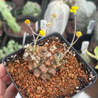 A hand is holding a small potted plant with yellow flowers, surrounded by other potted plants in the background.