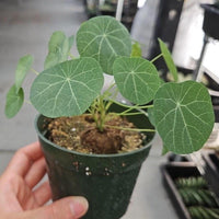 Rare Succulents - Stephania Erecta (Budding Bulb 1.5")