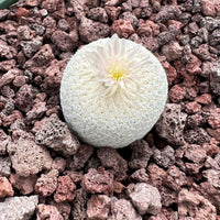 A white cactus with a single flower blooming on top, surrounded by a bed of small rocks and pebbles.