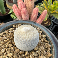 A close-up view of a cactus plant with a fuzzy white surface, surrounded by rocks and other cacti in the background.