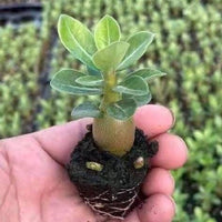 A hand holding a small, green plant with a brown stem and leaves, surrounded by a blurred background of plants.
