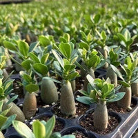 a close-up view of a collection of small, green plants growing in black trays or pots. The plants appear to be young and healthy, with large leaves covering their stems. The trays are arranged in rows, creating a visually appealing and organized display.