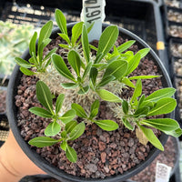 A hand is holding a potted plant with small green leaves and a white label attached to it.