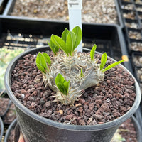 A hand holding a potted plant with small green leaves and a white label attached to it.