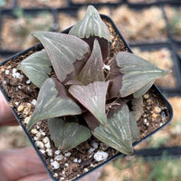 A potted succulent plant with dark green leaves and a textured surface, placed on a bed of small white pebbles.