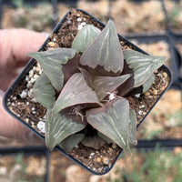 A hand is holding a small potted succulent plant with dark green leaves.