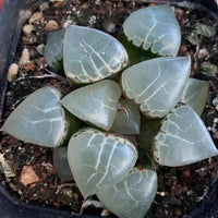 A close-up image of a group of small, green, leaf-like plants growing in a black container filled with soil.