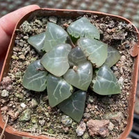 A hand is holding a potted succulent plant with green, jagged leaves.