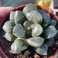 A close-up image of a potted succulent plant with green, spiky leaves arranged in a cluster.