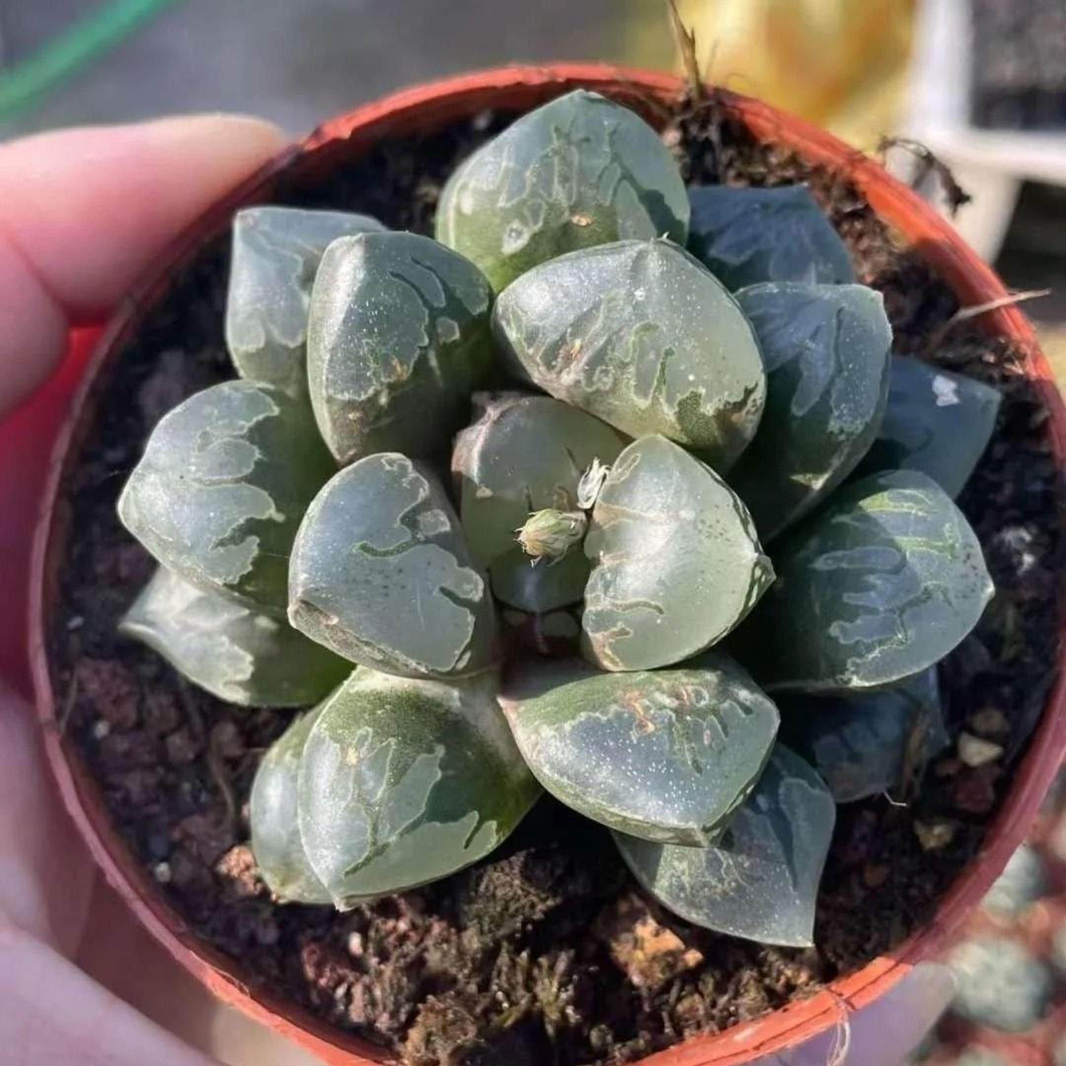 Etrarium/エトラリウム　HAKUGEI Rare Haworthia Green Flame - Unique and Stunning– 1am Succulents